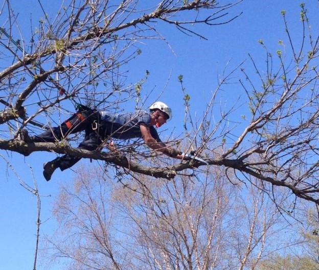 Arborist pruning a tree