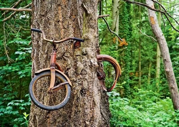 bicycle in tree