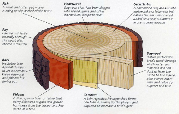 Anatomy of a Tree - All About Trees Certified Arborist Springfield MO