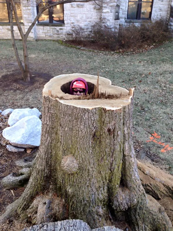 All about trees job site photos