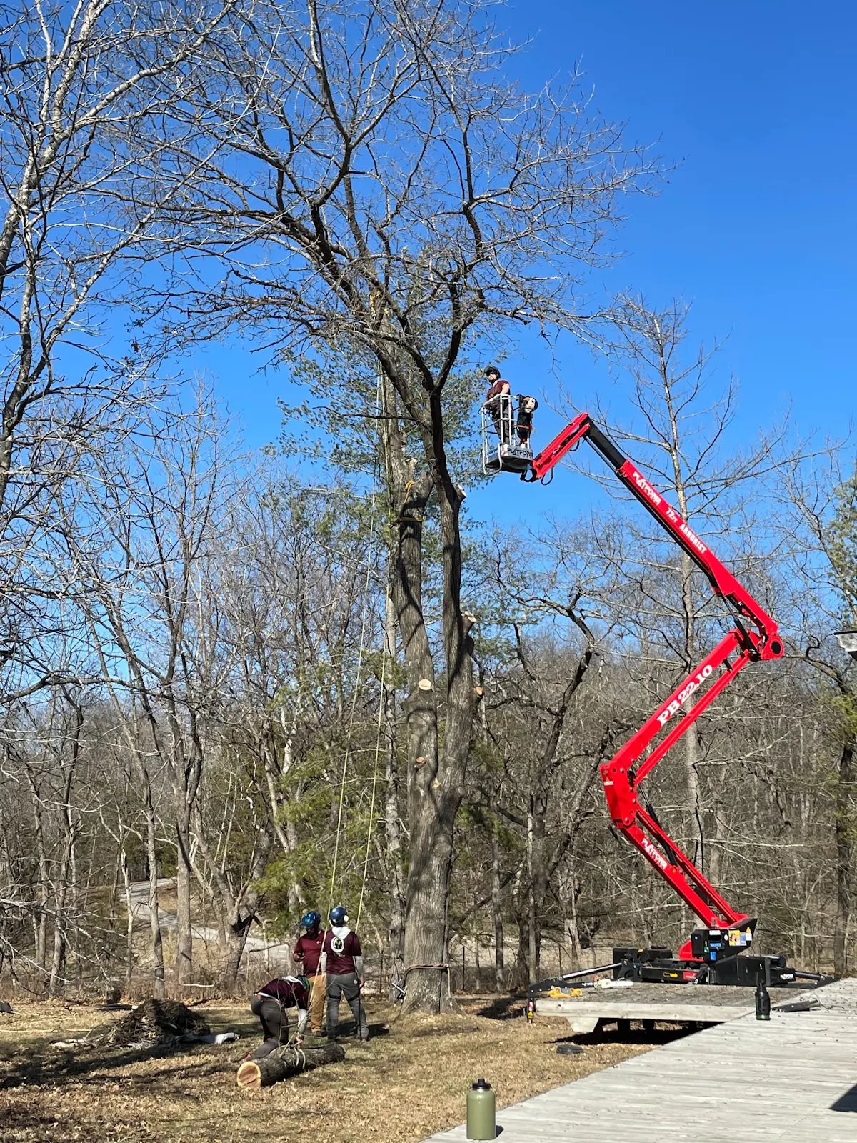 Tree trimming