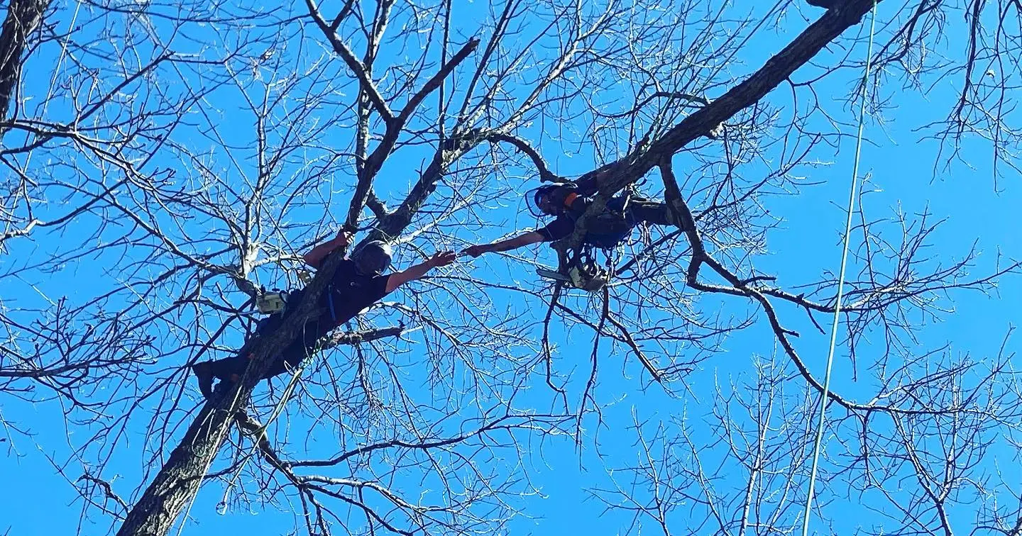 job site photo all about trees