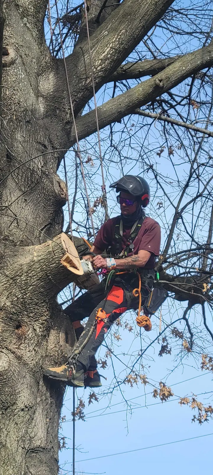 person cutting a branch