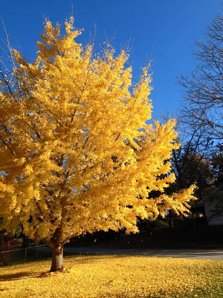 Beautiful fall color! Beautiful fall color!