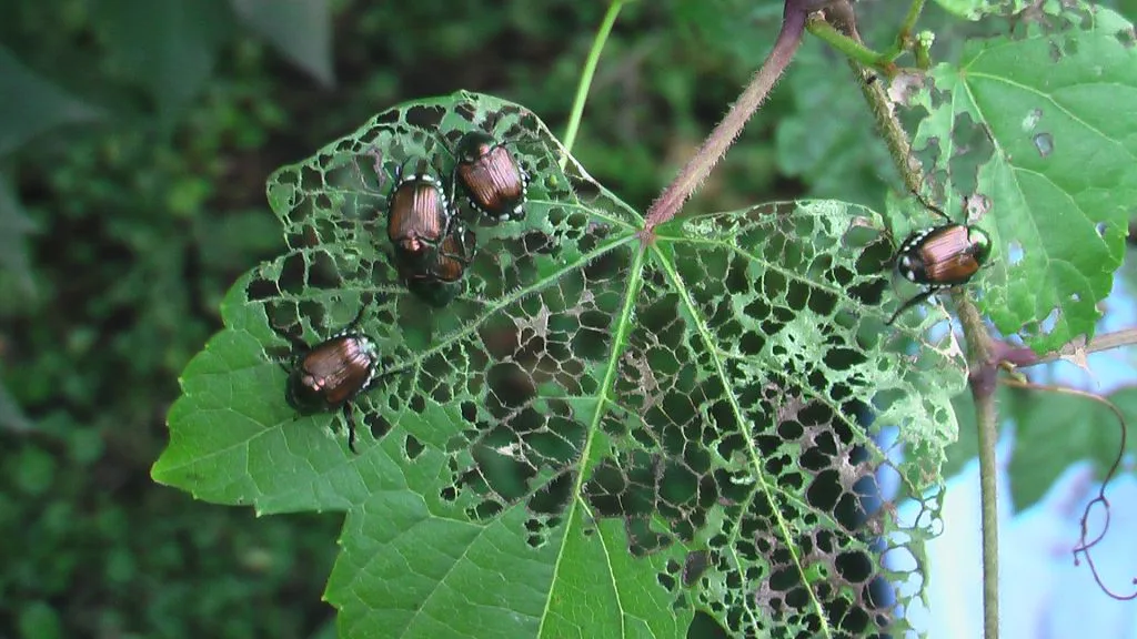 Japanese-Beetles-Feeding