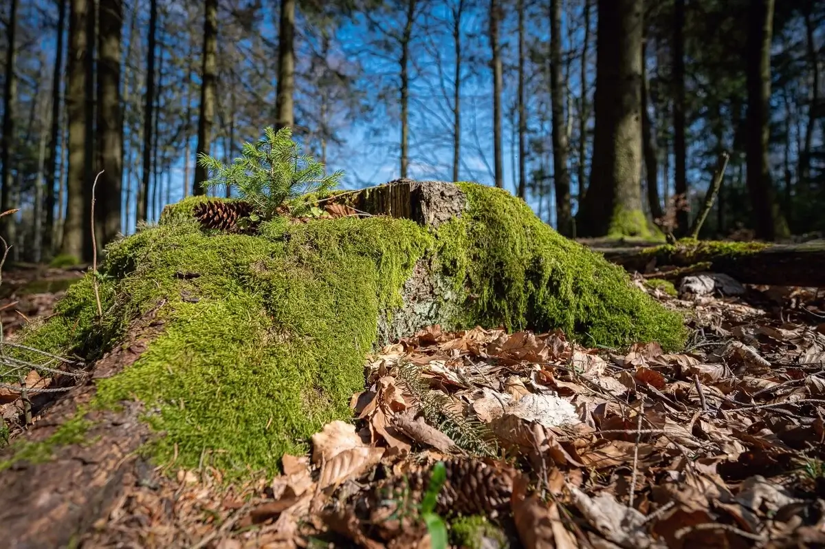 beautiful-moss-covered-tree-trunk-forest-captured-neunkirchner-hohe-odenwald-germany