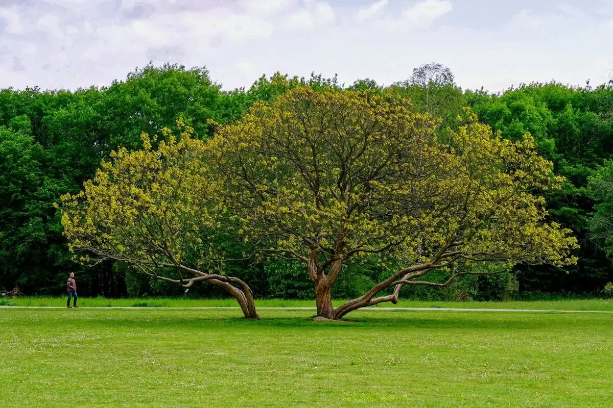 beautiful-shot-growing-walnut-tree-middle-park-with-trees