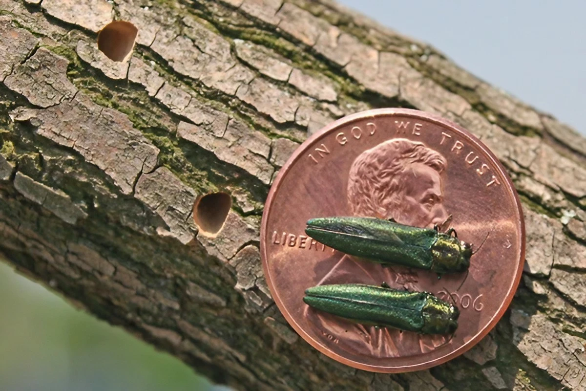 emerald-ash-borer