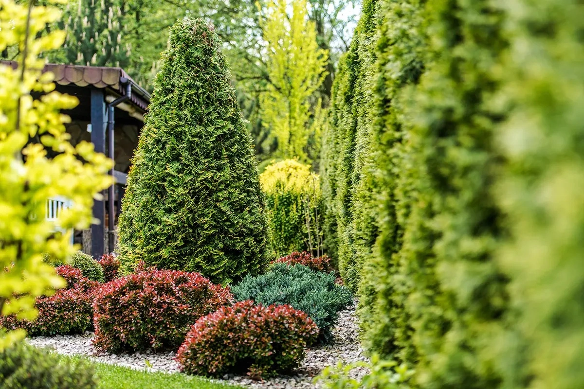 farmhouse garden in woods