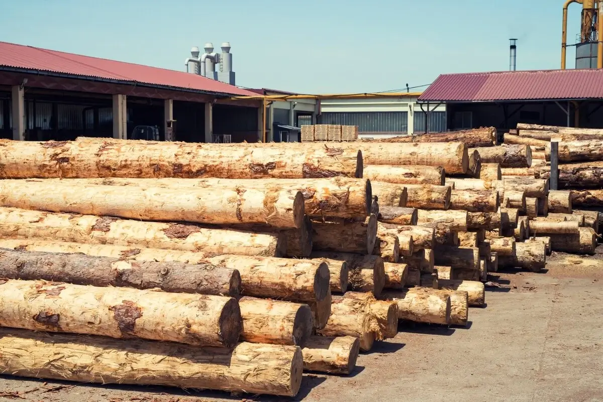 industrial-wood-working-factory-with-tree-trunks-ready-be-cut