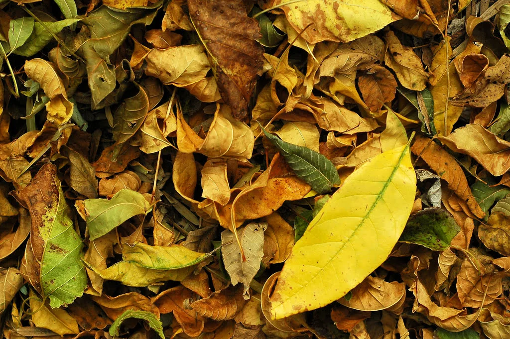 leafs on a ground