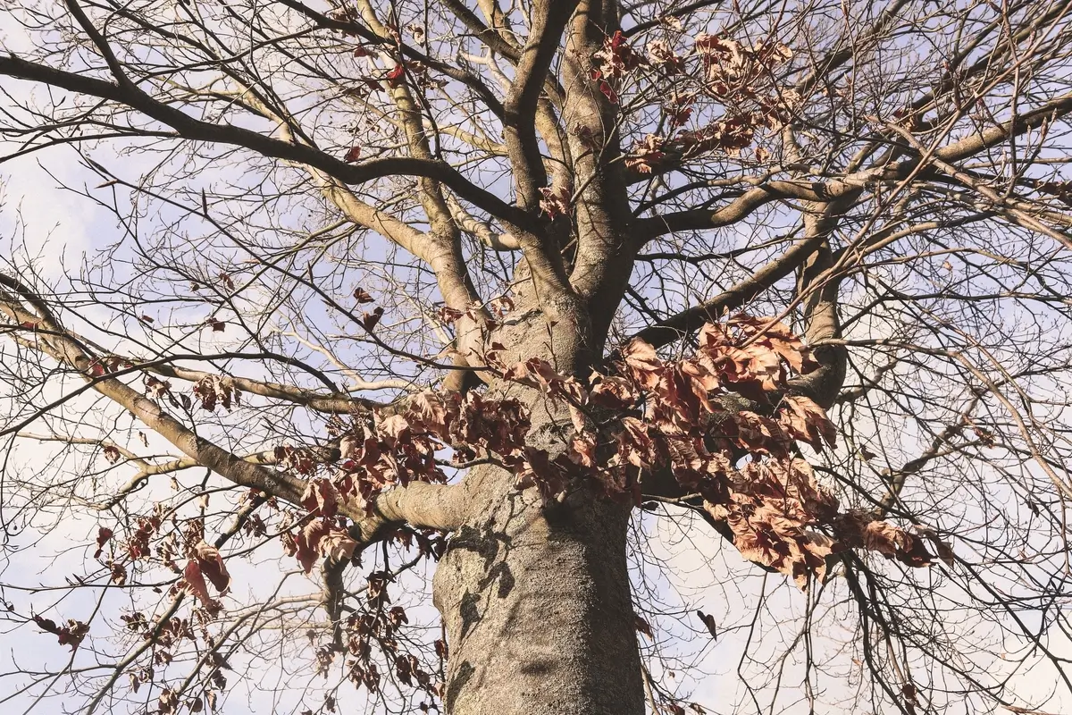 low-angle-shot-leafless-tree-cloudy-sky