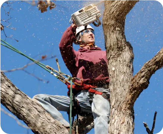 person cutting a tree's branch