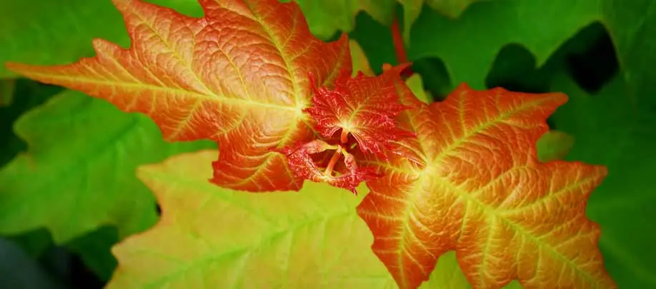 red tree leaf