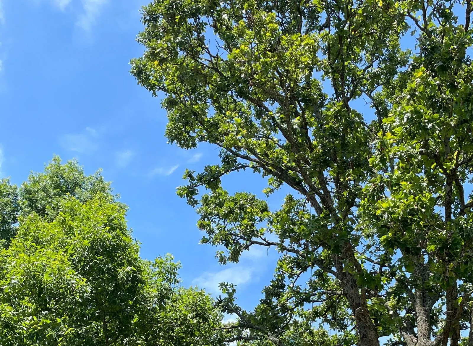 Close up view of tree