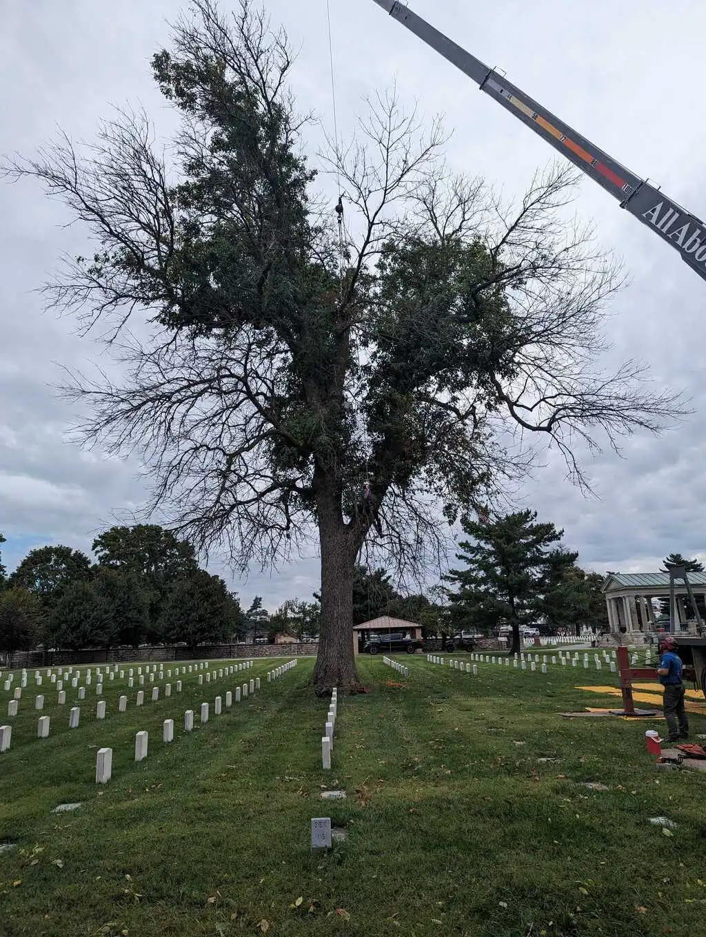 Tree in a cemetery field