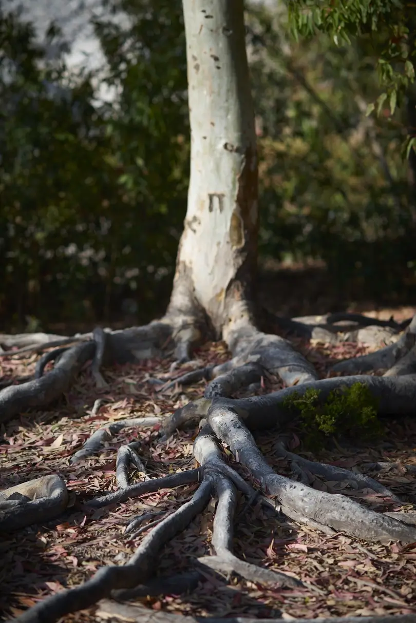 low-angle-closeup-tree-roots-ground-surrounded-by-leaves-greenery-sunlight