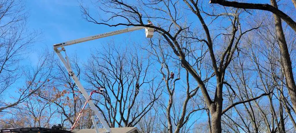 Professionals working on the trees