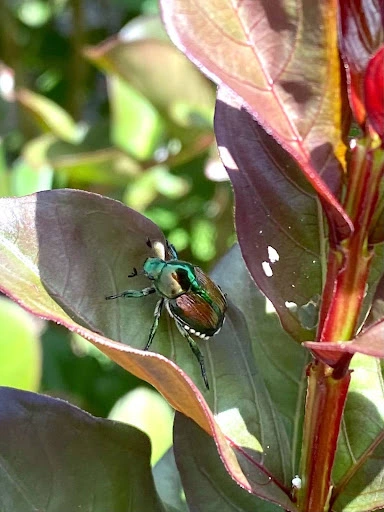 Pest damaging the plant