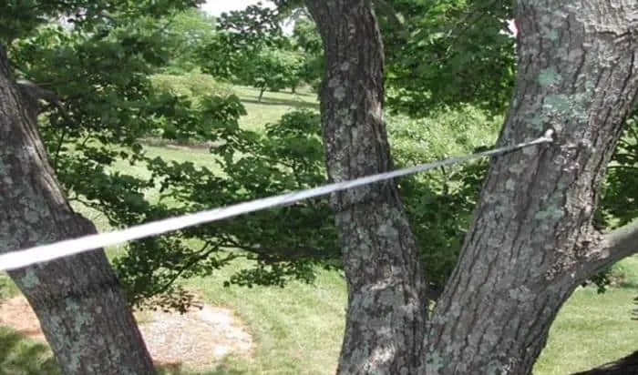 Professional Tree Cabling & Bracing in Springfield