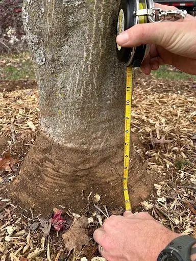 Professional Tree Rootwork in Springfield