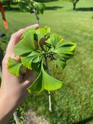 Slow growth of the tree branch