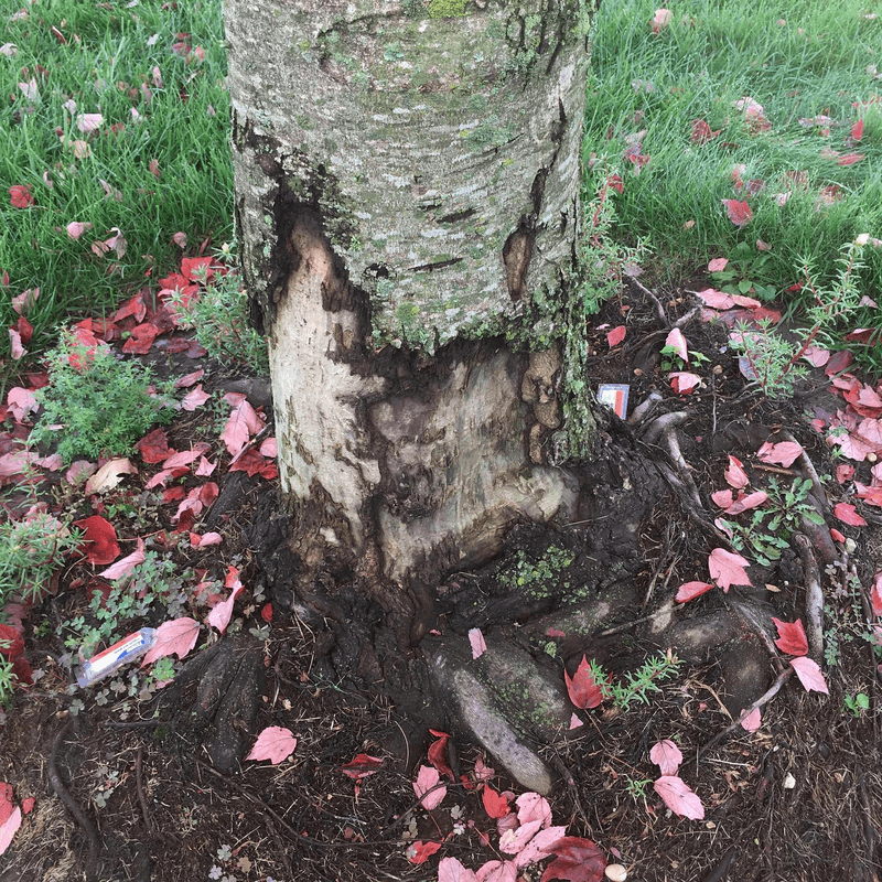 Tree that need root care