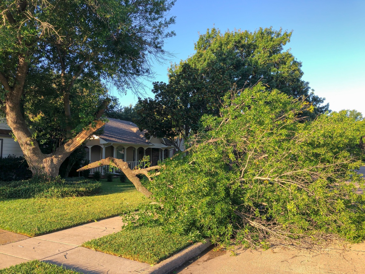 A storm-damaged tree with a large branch that broke off and fell to the ground