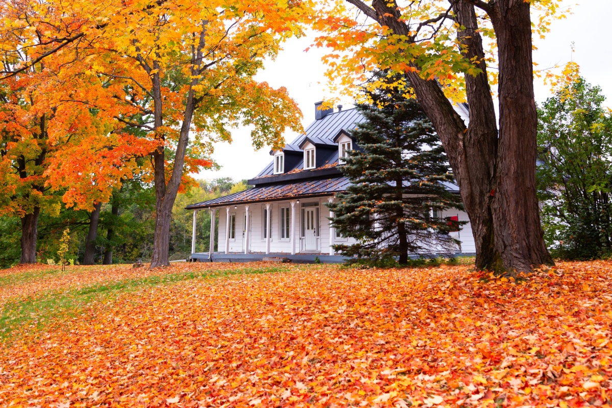 Orange, yellow, and red fall leaves in the trees and on the ground outside of a white home