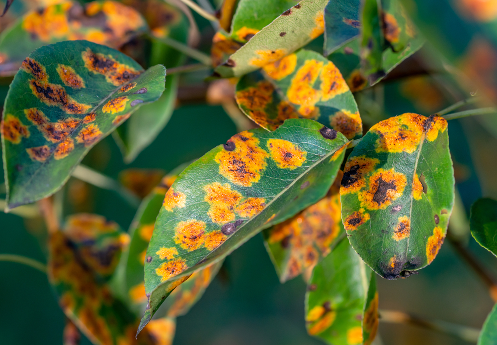 Featured image for “When Trees Need Fungicide Treatment & Signs of Fungal Disease”